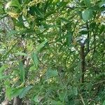 Citharexylum montevidense habit picture by Trap Hers (cc-by-sa)