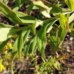 Solidago odora leaf picture by Matthias Foellmer (cc-by-sa)