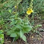 Verbascum phlomoides habit picture by Jean-Marie Frenoux (cc-by-sa)