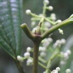 Miconia variabilis flower picture by Nelson Zamora Villalobos (cc-by-nc)