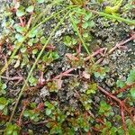 Lythrum portula habit picture by Pierre LEON (cc-by-sa)