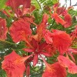 Delonix regia flower picture by Handelsman Agus (cc-by-sa)