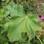 Malva arborea leaf picture by Eva Tomic (cc-by-sa)