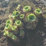 Aeonium diplocyclum habit picture by Sarami (cc-by-sa)