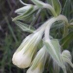 Onosma echioides flower picture by Marco Elerdini (cc-by-sa)