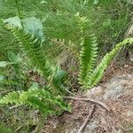 Polystichum lonchitis habit picture by Sylvain Piry (cc-by-sa)
