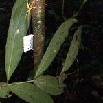 Talisia mollis leaf picture by Lisa Moreno (cc-by-sa)
