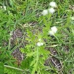 Parthenium hysterophorus leaf picture by Secolin Rodrigo (cc-by-sa)