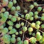 Sedum hirsutum leaf picture by Patrick Darras (cc-by-sa)
