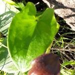 Arisarum vulgare leaf picture by Valérie (cc-by-sa)
