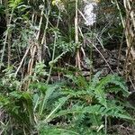 Sonchus acaulis habit picture by Anais Atpg (cc-by-sa)