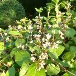 Polygonum ajanense flower picture by かめ (cc-by-sa)