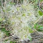 Clematis ligusticifolia fruit picture by Robin Curtis (cc-by-sa)