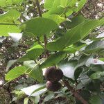 Thespesia populnea fruit picture by liquidambar (cc-by-sa)