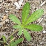 Potentilla recta leaf picture by Marcelo Crisistelli (cc-by-sa)