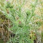 Carduus nutans habit picture by Philippe Levarlet (cc-by-sa)