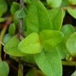 Scutellaria minor leaf picture by Pierre LEON (cc-by-sa)