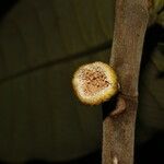 Castilla elastica fruit picture by Nelson Zamora Villalobos (cc-by-nc)