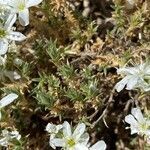 Arenaria aggregata leaf picture by olivier soulier-versini (cc-by-sa)