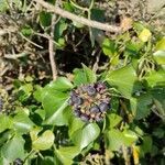 Hedera hibernica fruit picture by Sophie Yver (cc-by-sa)