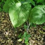 Arisaema triphyllum leaf picture by Ngan MacDonald (cc-by-sa)