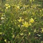 Brassica fruticulosa flower picture by Sylvie RC (cc-by-sa)