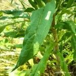 Cynoglossum officinale leaf picture by Blama Maurizio (cc-by-sa)