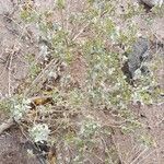 Atriplex undulata habit picture by Trap Hers (cc-by-sa)