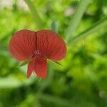 Lathyrus cicera flower picture by Ángel Sánchez (cc-by-sa)