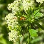 Apium graveolens flower picture by Francois Mansour (cc-by-sa)
