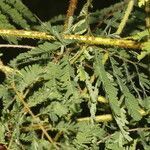 Mimosa diplotricha leaf picture by Nelson Zamora Villalobos (cc-by-nc)