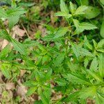 Scoparia dulcis leaf picture by Ajay Sahu (cc-by-sa)