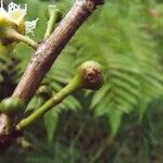 Aphloia theiformis fruit picture by S. Dufour-Kowalski (cc-by-sa)