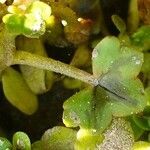 Ranunculus hederaceus leaf picture by Pierre LEON (cc-by-sa)
