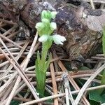 Goodyera repens flower picture by Cockie Streng (cc-by-sa)