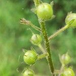 Verbascum blattaria fruit picture by michel metzger (cc-by-sa)
