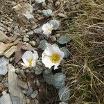 Ranunculus parnassifolius habit picture by Llandrich anna (cc-by-sa)