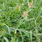 Cyperus rotundus habit picture by pedrogc -- (cc-by-sa)