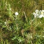 Anaphalis margaritacea habit picture by Maty H (cc-by-sa)
