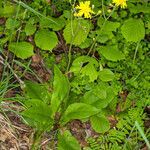 Hieracium murorum habit picture by Martin Bishop (cc-by-sa)