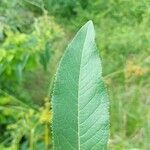 Vernonanthura tweedieana leaf picture by Gonçalves da Cunha Lucas (cc-by-sa)