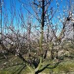 Prunus armeniaca habit picture by Vincent Prioul (cc-by-sa)