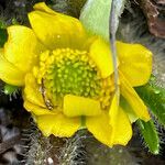 Ranunculus praemorsus flower picture by Fabien Anthelme (cc-by-sa)