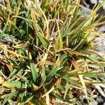 Carex firma leaf picture by kinkyivyboy (cc-by-sa)