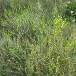 Erica scoparia leaf picture by Laurent Baur (cc-by-sa)