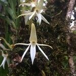 Jumellea triquetra flower picture by Hugo SANTACREU (cc-by-sa)