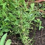 Sisymbrium officinale habit picture by Tom Spruit (cc-by-sa)