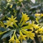 Cestrum parqui l'hér. flower picture by cervera irene (cc-by-sa)