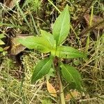 Cuphea ignea leaf picture by Augustin Soulard (cc-by-sa)