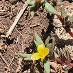 Portulaca quadrifida flower picture by susan brown (cc-by-sa)